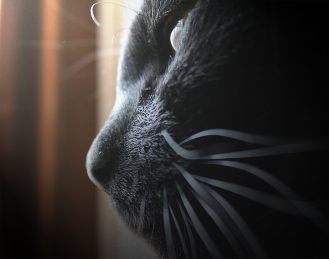 Photography by kevinness17 for DesignCrowd (Community Contests) | Design #8966778