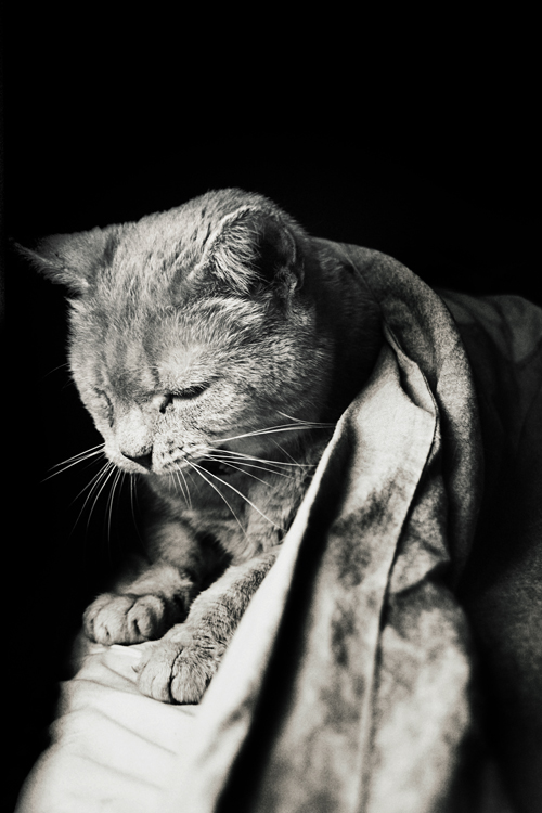 Fotografía por silversprej para DesignCrowd (Community Contests) | Diseño #8966822