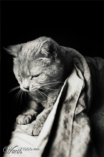 Photography by silversprej