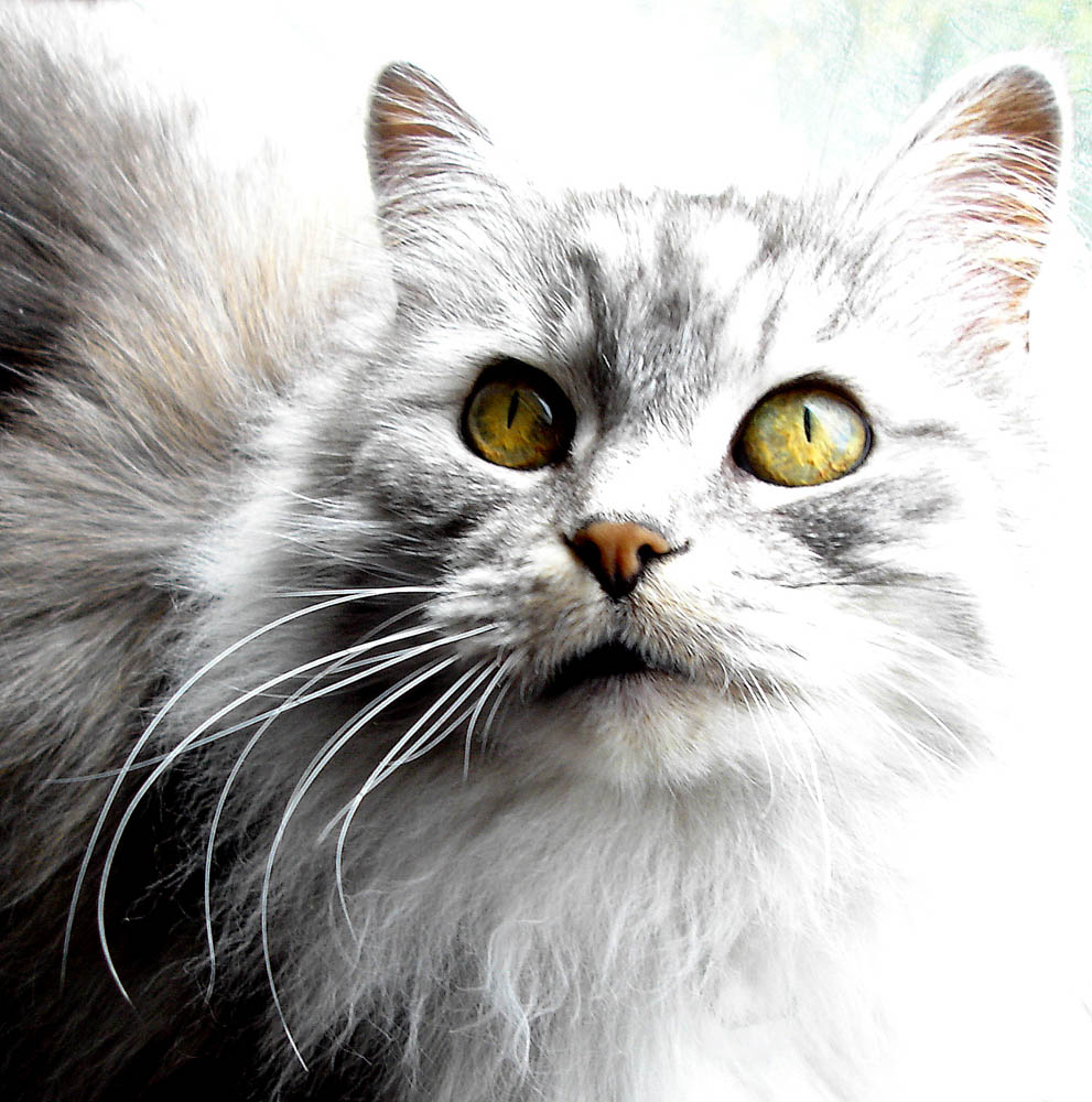 Fotografía por clloyd para DesignCrowd (Community Contests) | Diseño #8966802