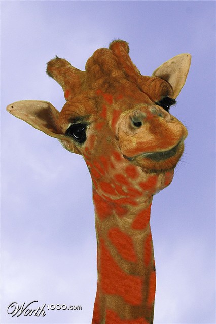 Photoshop Design by gatorgirlie08