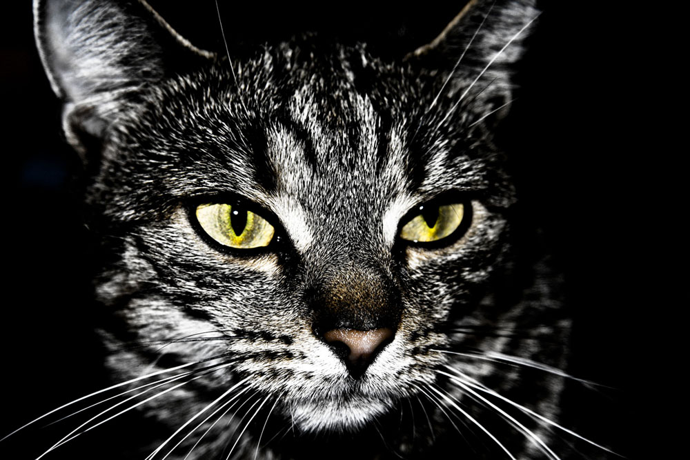 Photography by ScThom for DesignCrowd (Community Contests) | Design #8966813