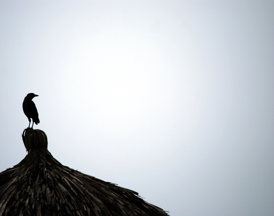 Fotografie von Tiffa130 für DesignCrowd (Community Contests) | Design #8965681