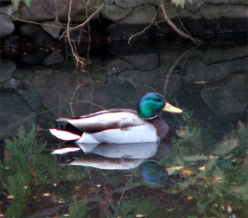 Photography by myopicglimpse for DesignCrowd (Community Contests) | Design #8961991