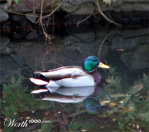 Photography by myopicglimpse