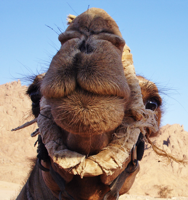 Fotografie von mangoslushy für DesignCrowd (Community Contests) | Design #8962001