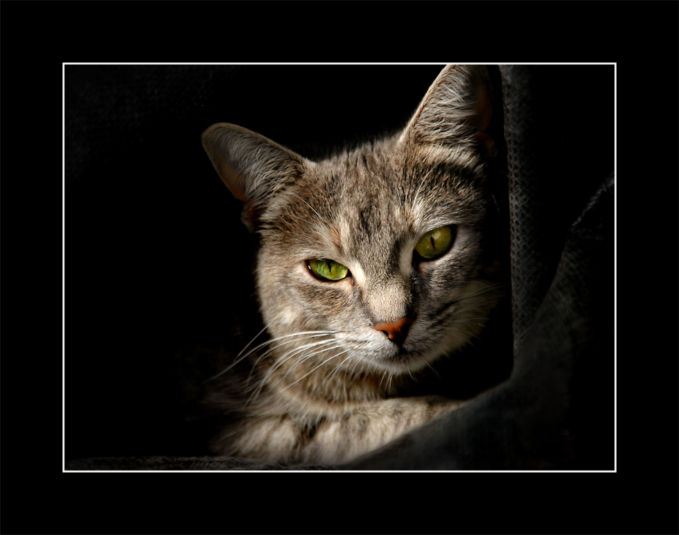 Fotografía por shazamataz para DesignCrowd (Community Contests) | Diseño #8966869