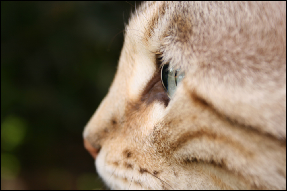 Photography by flangalistic for DesignCrowd (Community Contests) | Design #8967025