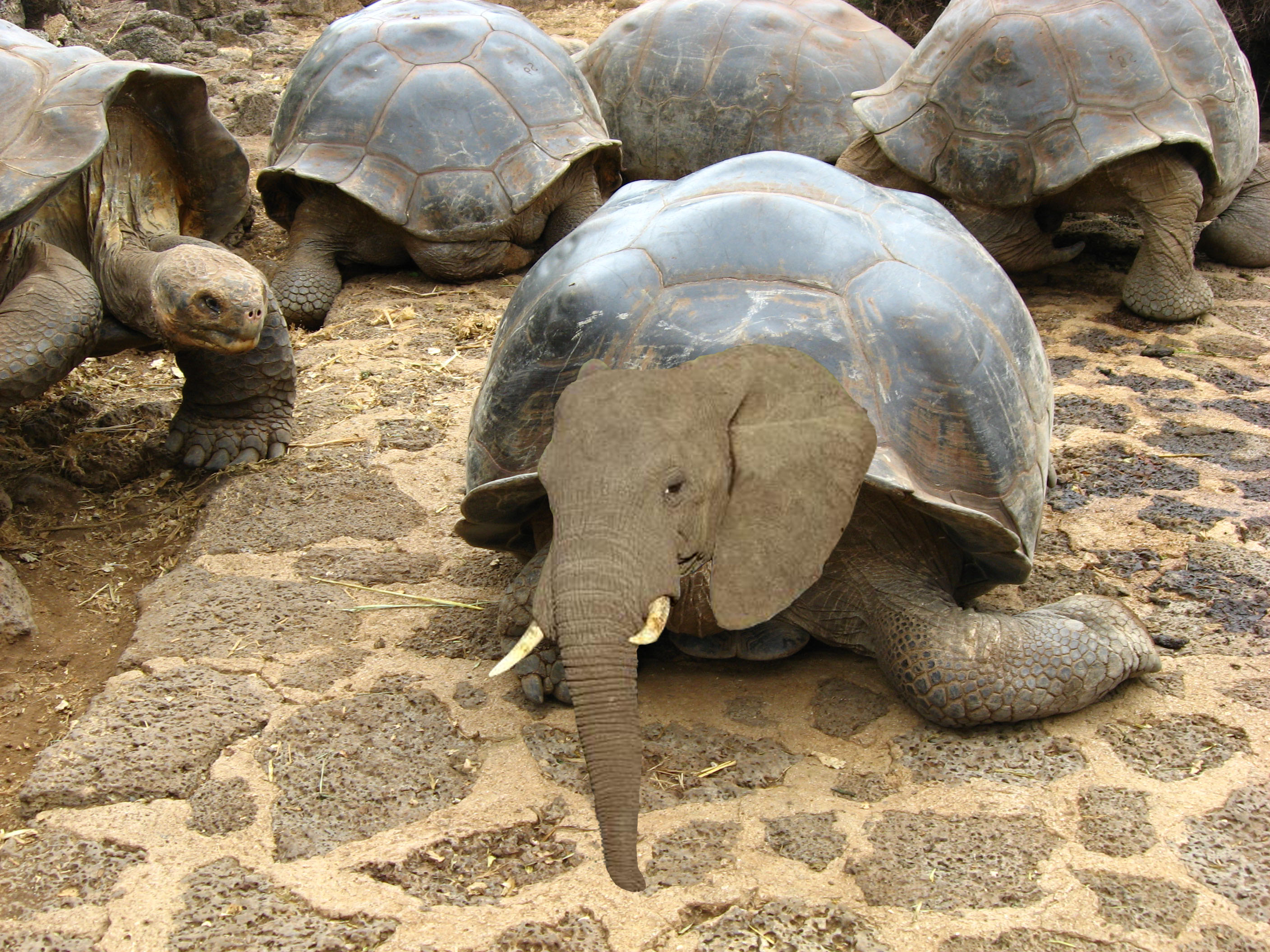 Photoshop Design by alpacasweetheart for DesignCrowd (Community Contests) | Design #8963757