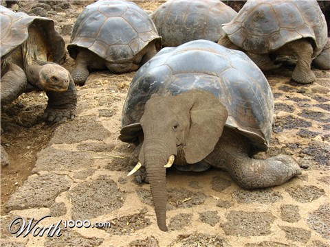 Photoshop design by alpacasweetheart for DesignCrowd (Community Contests)