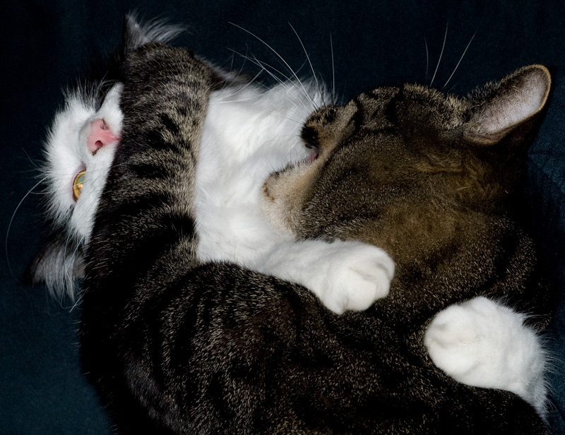 Photography by georgethedog for DesignCrowd (Community Contests) | Design #8966951