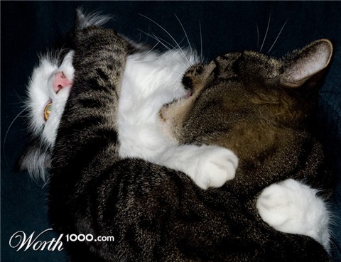 Photography by georgethedog