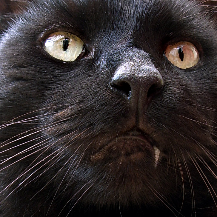 Photographie par scorpio777 pour DesignCrowd (Community Contests) | Design #8966928