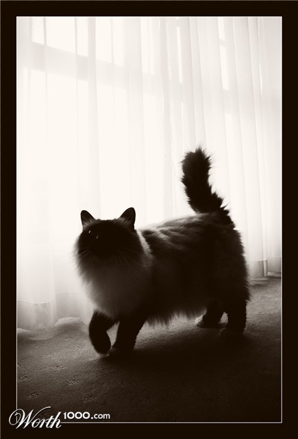 Photography by kimbomac