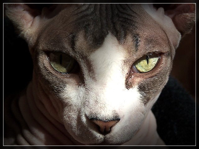 Photography by Manatee for DesignCrowd (Community Contests) | Design #8966994