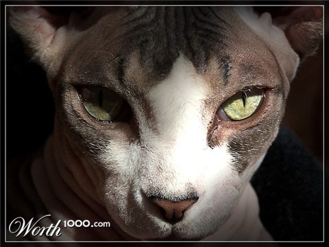 Photography by Manatee