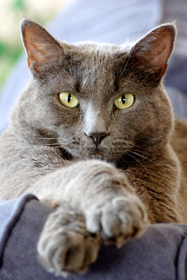 Fotografía por chrismtl para DesignCrowd (Community Contests) | Diseño #8967029