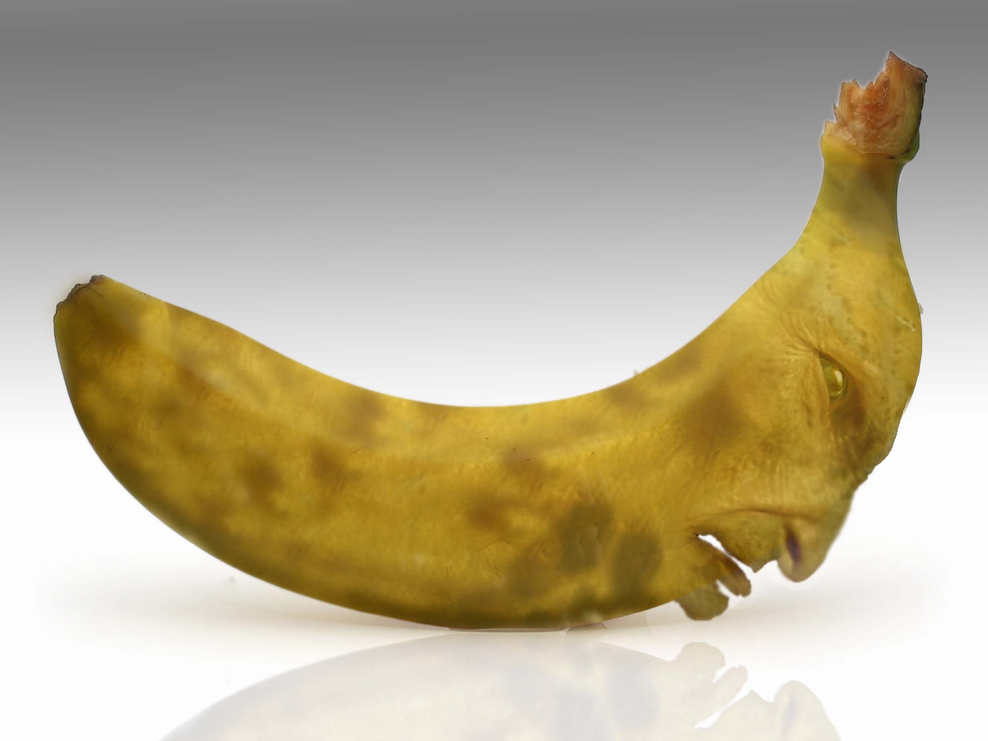 Diseño de Photoshop por surgeAA para DesignCrowd (Community Contests) | Diseño #8963319