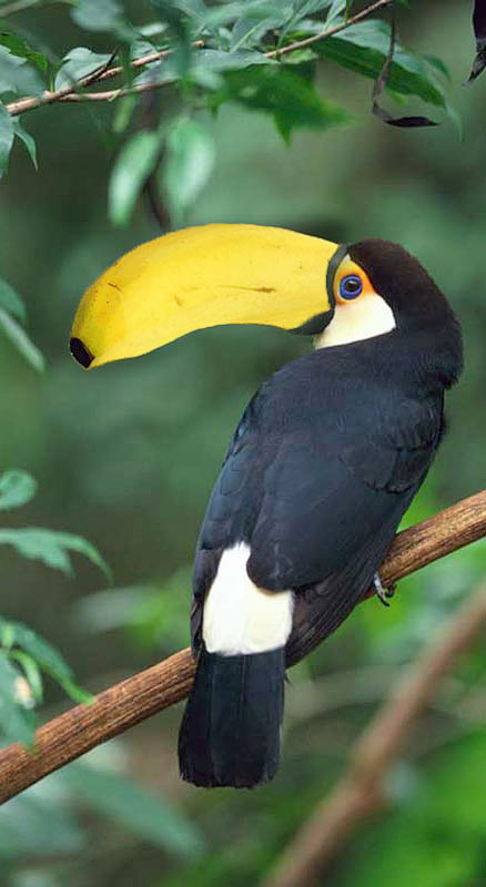 Photoshop-Design von RichardvH für DesignCrowd (Community Contests) | Design #8963521