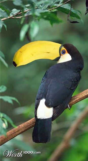 Photoshop Design by RichardvH