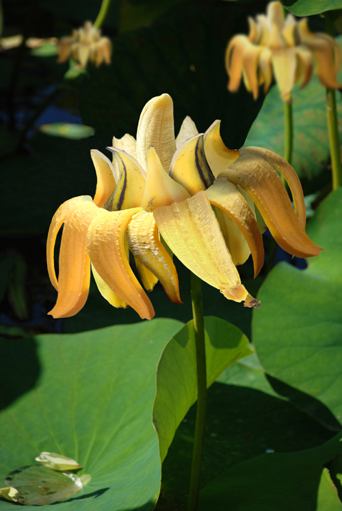 Photoshop Design by OHn0s3 for DesignCrowd (Community Contests) | Design #8963566