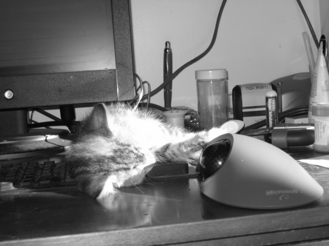 Photography by marchain for DesignCrowd (Community Contests) | Design #8964262