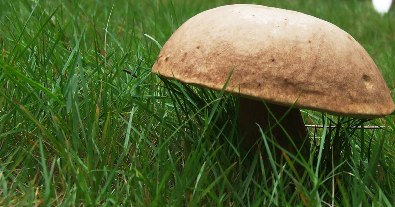 Photography by snofflewaffle for DesignCrowd (Community Contests) | Design #8962198