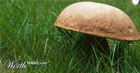 Photography by snofflewaffle