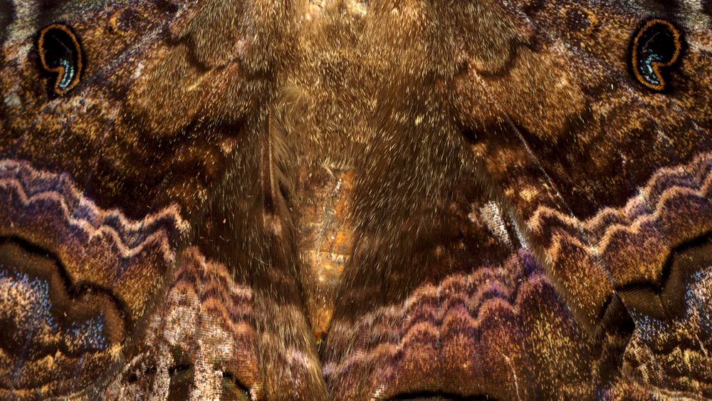 Photography by sausirhi for DesignCrowd (Community Contests) | Design #8962158