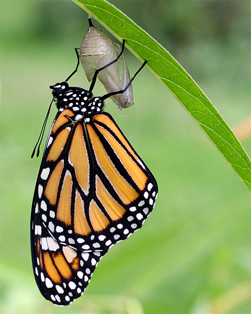 Fotografía por itsmineillshare para DesignCrowd (Community Contests) | Diseño #8962138