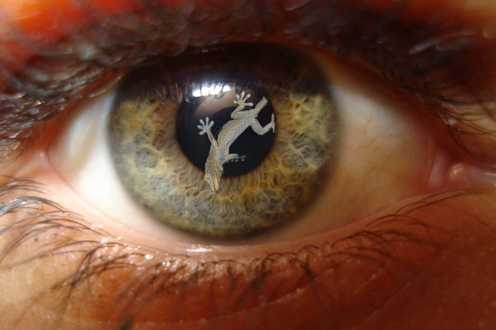 Photoshop Design by perrry for DesignCrowd (Community Contests) | Design #8964190