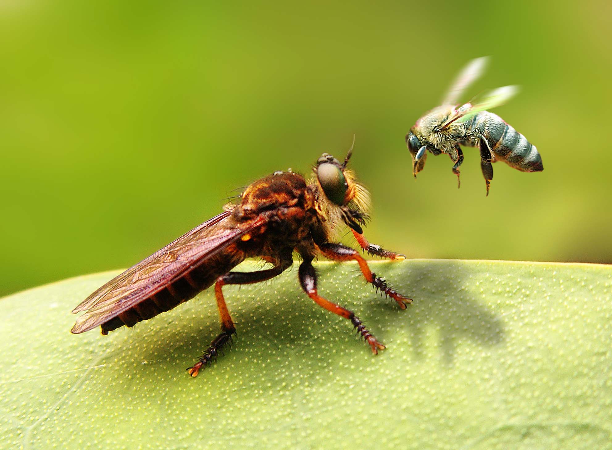 Diseño de Photoshop por surgeAA para DesignCrowd (Community Contests) | Diseño #8961677