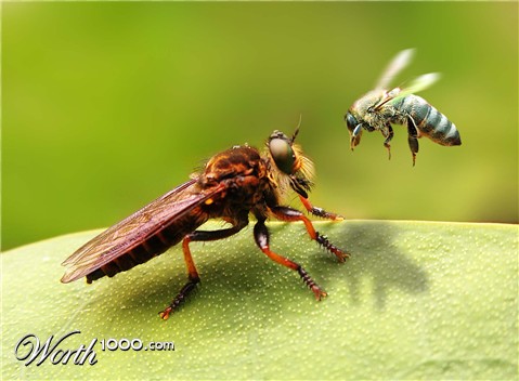 Photoshop Design by surgeAA