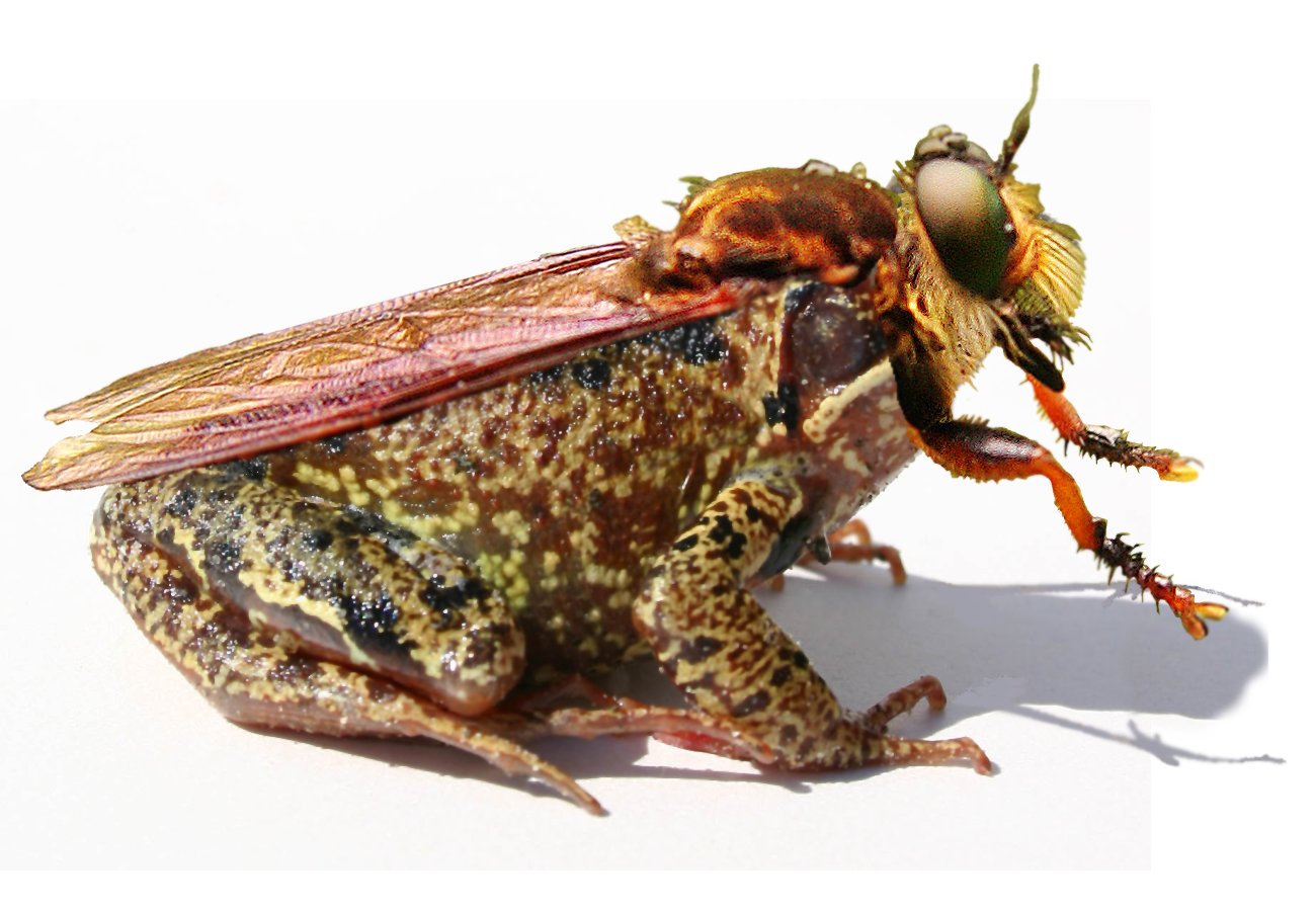 Photoshop-Design von Ben6219 für DesignCrowd (Community Contests) | Design #8961775