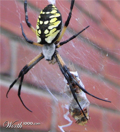 Photoshop Design by jtzag18