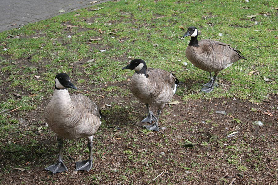 Photoshop Design by smithers360 for DesignCrowd (Community Contests) | Design #8962392