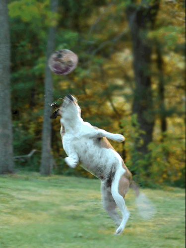 Photoshop-Design von Nusbaum für DesignCrowd (Community Contests) | Design #8965180