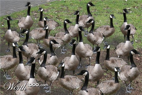 Photoshop Design by leschhorne