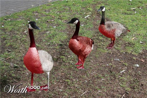 Photoshop Design by nufan1987