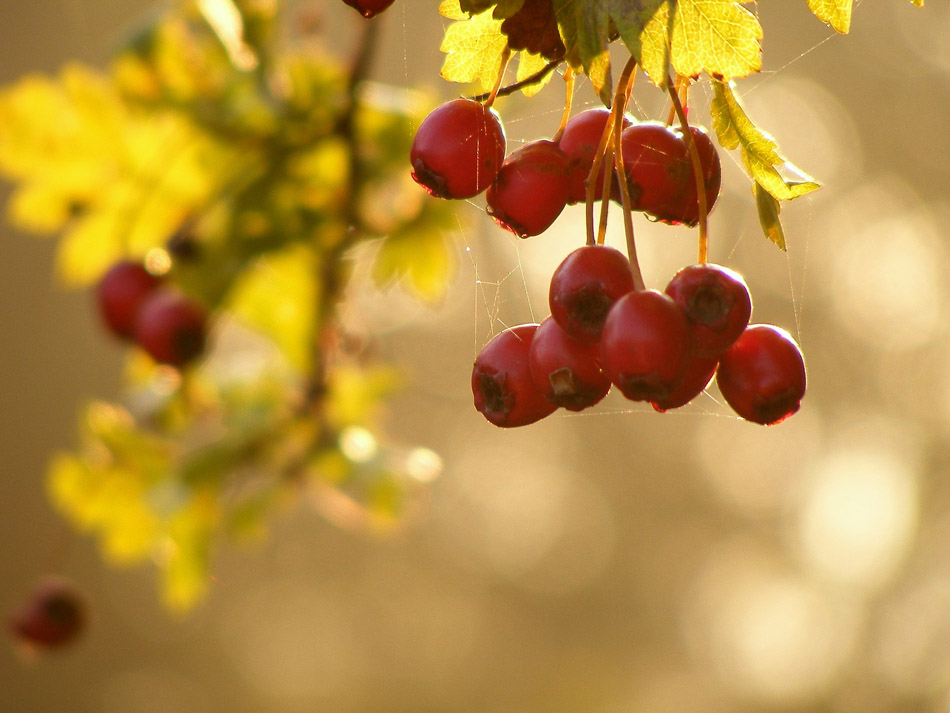 Photography by fujiellena for DesignCrowd (Community Contests) | Design #8962865