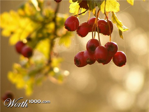 Photography by fujiellena