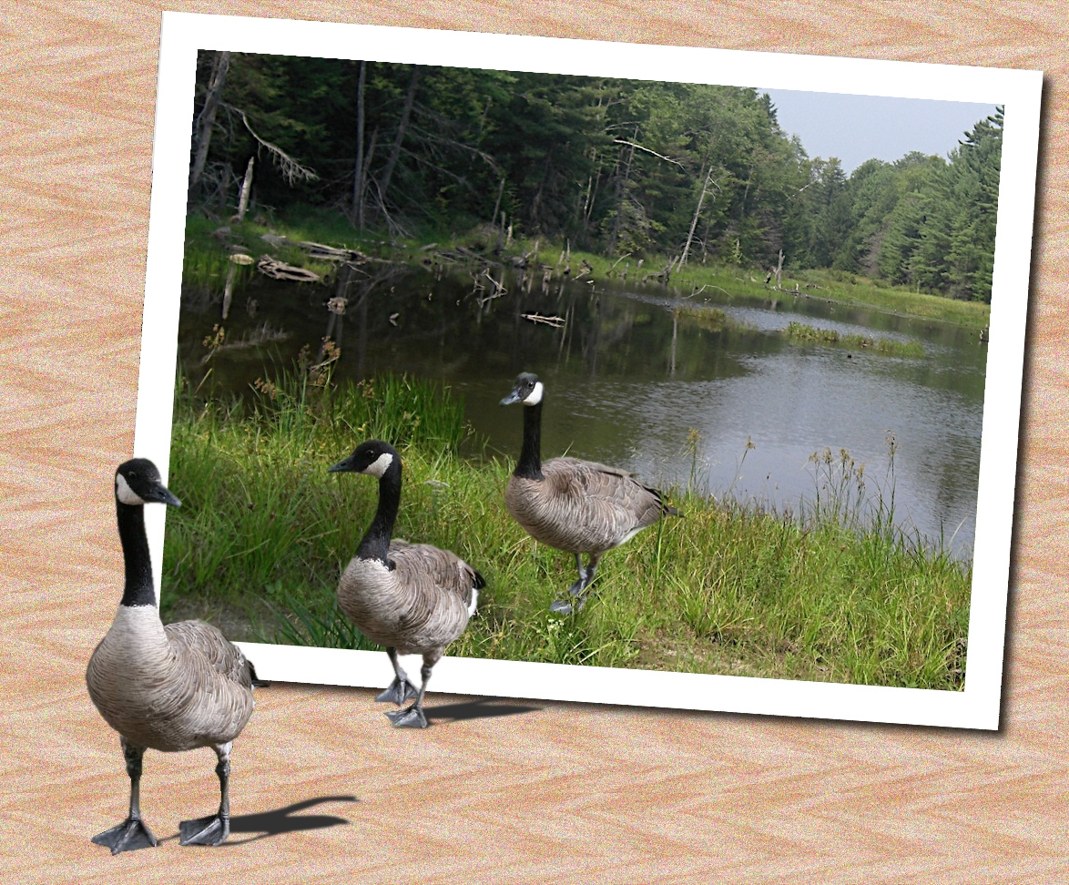 Photoshop Design by storyteacher2002 for DesignCrowd (Community Contests) | Design #8962609