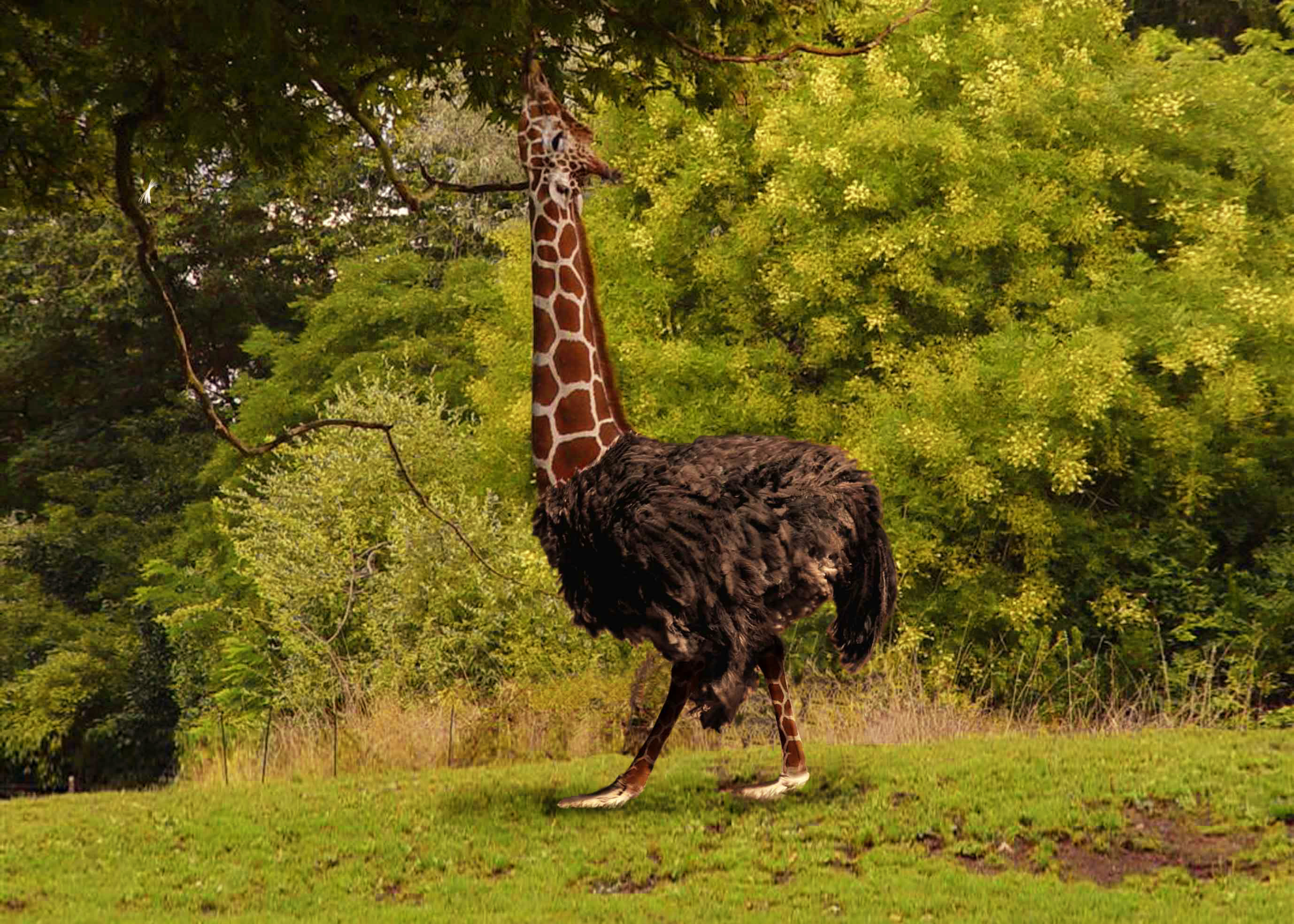 Photoshop Design by andresjb for DesignCrowd (Community Contests) | Design #8961121