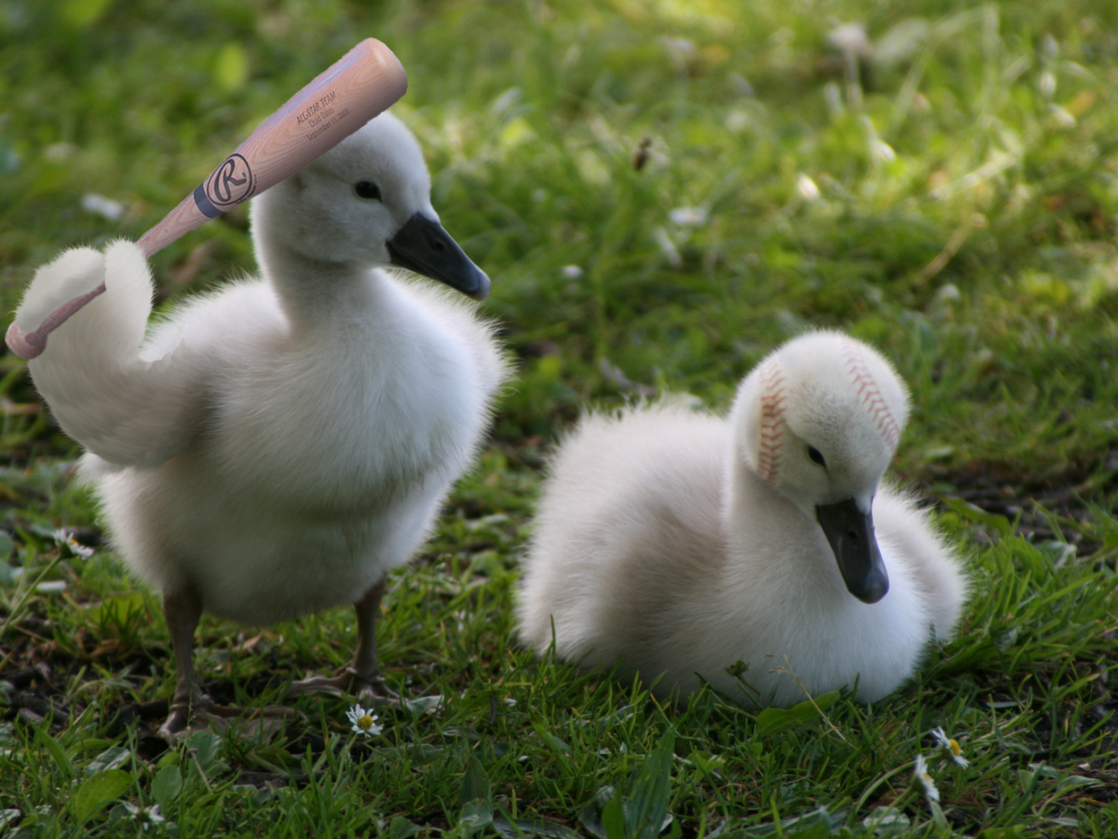 Photoshop Design by bicyclewilli for DesignCrowd (Community Contests) | Design #8961873