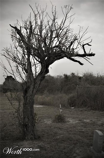 Photography by darwin