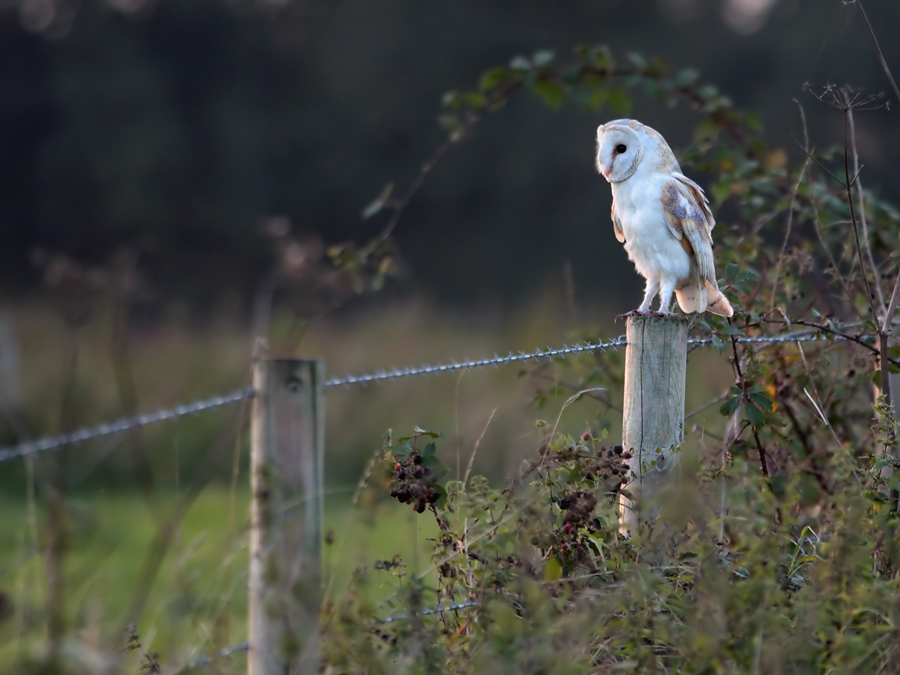 Fotografie von cycoze für DesignCrowd (Community Contests) | Design #8962823