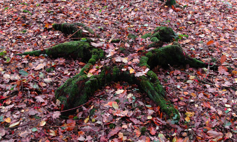 Photography by Roel1969 for DesignCrowd (Community Contests) | Design #8961159