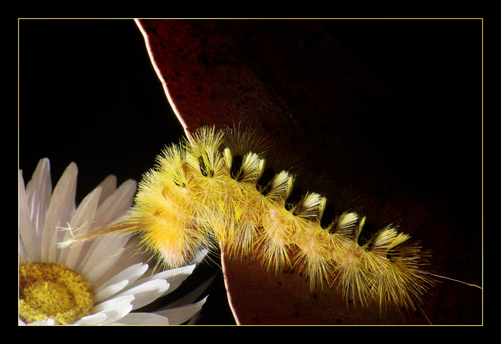 Fotografía por kimbomac para DesignCrowd (Community Contests) | Diseño #8962892