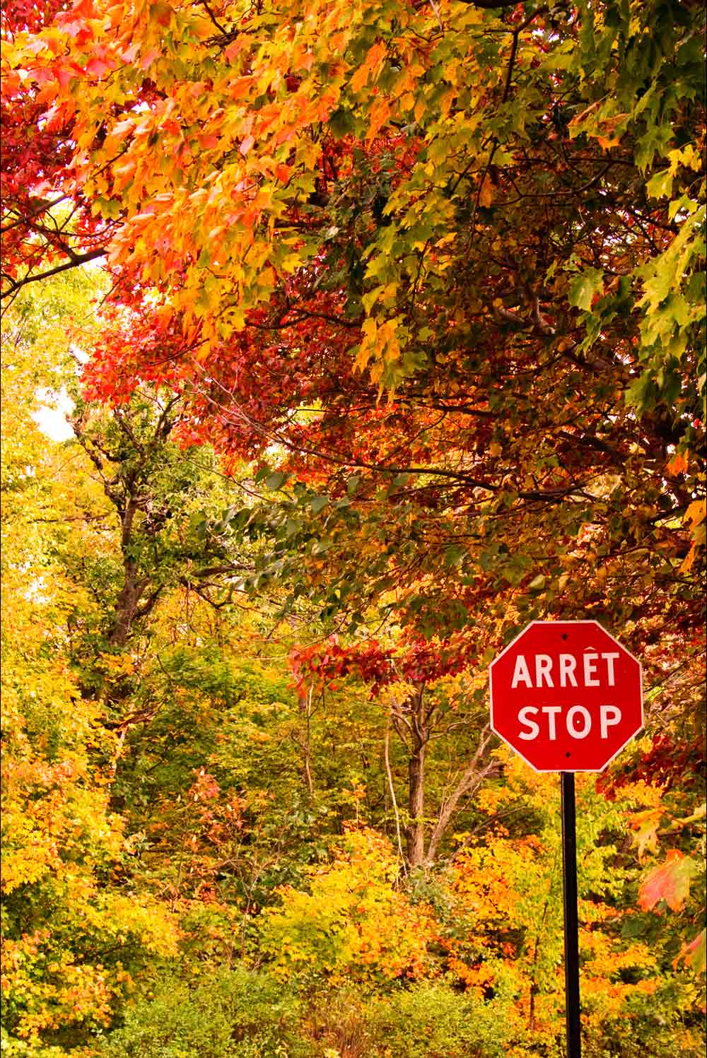 Fotografie von Argonaut1973 für DesignCrowd (Community Contests) | Design #8961104