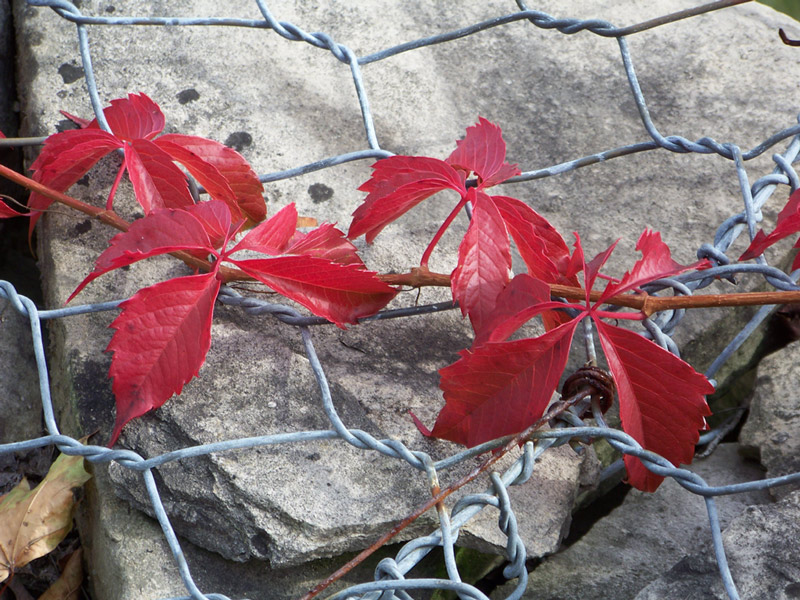 Photographie par Balbina pour DesignCrowd (Community Contests) | Design #8961221